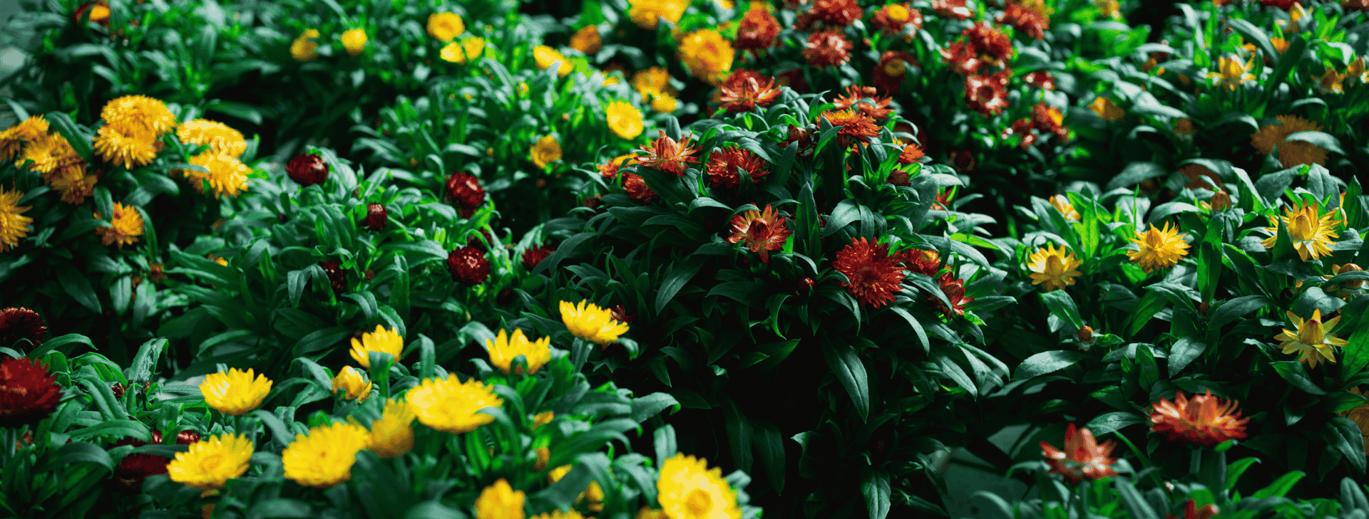 Dal terrazzo al giardino, diamo forma ai tuoi spazi verdi. Con passione, cura e manutenzione su misura.