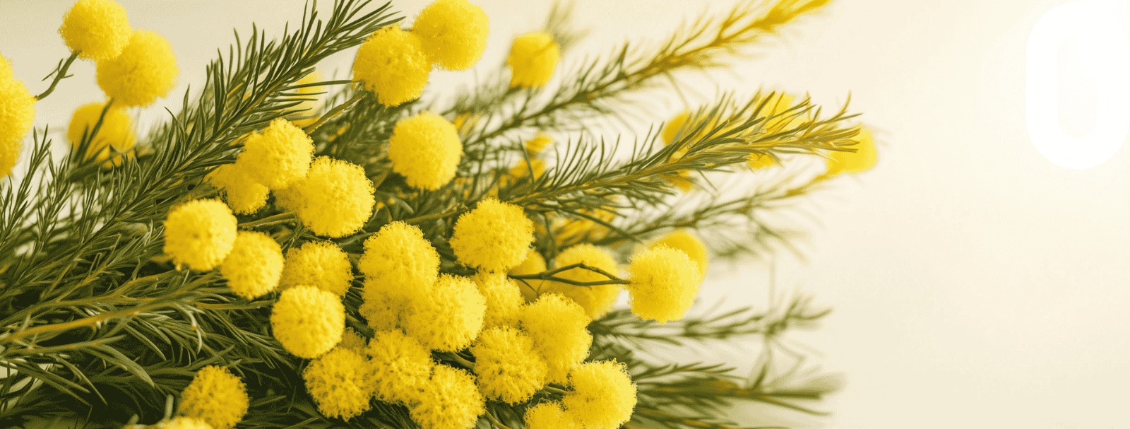 Colori, profumi e tante idee floreali per celebrare l’8 marzo con un pensiero speciale.
Scegli il fiore perfetto e rendi unica la tua Festa della Donna. 